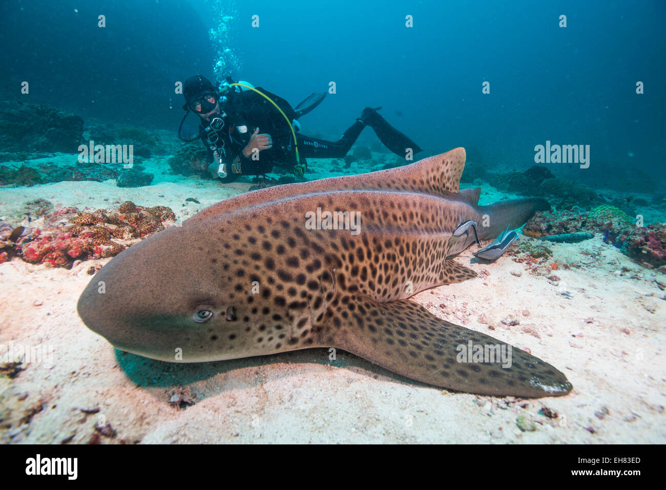 Requin léopard, îles Dimaniyat, golfe d'Oman, Oman, Middle East Banque D'Images