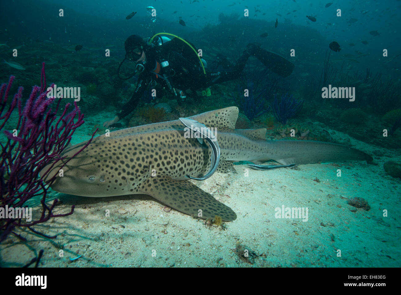 Requin léopard, îles Dimaniyat, golfe d'Oman, Oman, Middle East Banque D'Images