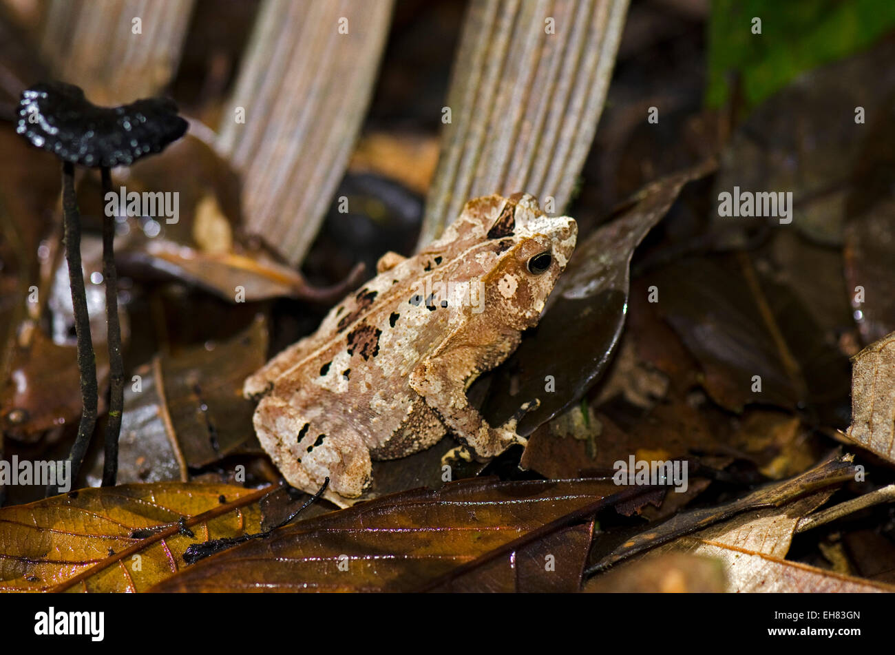 Grenouille à motifs fort succinctement sur la litière de la forêt tropicale, Atta Rainforest Lodge, au Guyana, en Amérique du Sud Banque D'Images