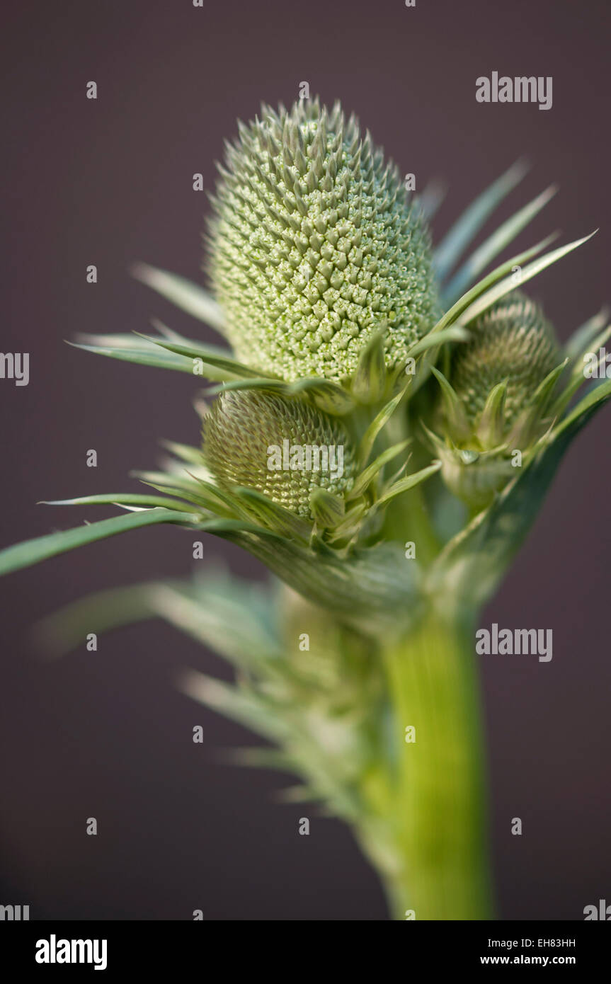 Eryngium Agavifolium capitules en close up. Une plante verte en pétard. Banque D'Images