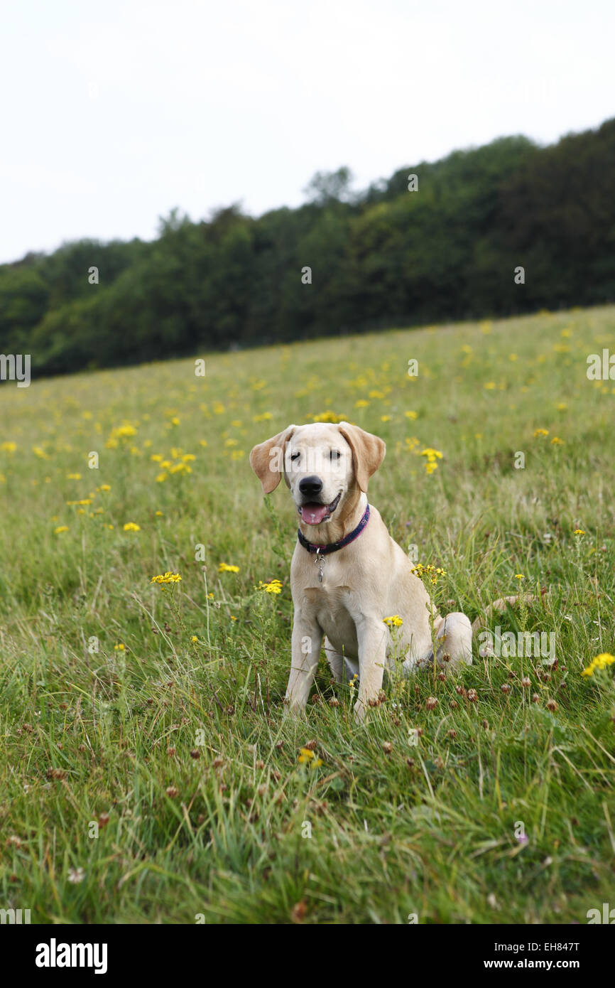 Yellow Labrador Retriever chiot à l'âge de 16 semaines / 4 mois en promenade dans la campagne Banque D'Images