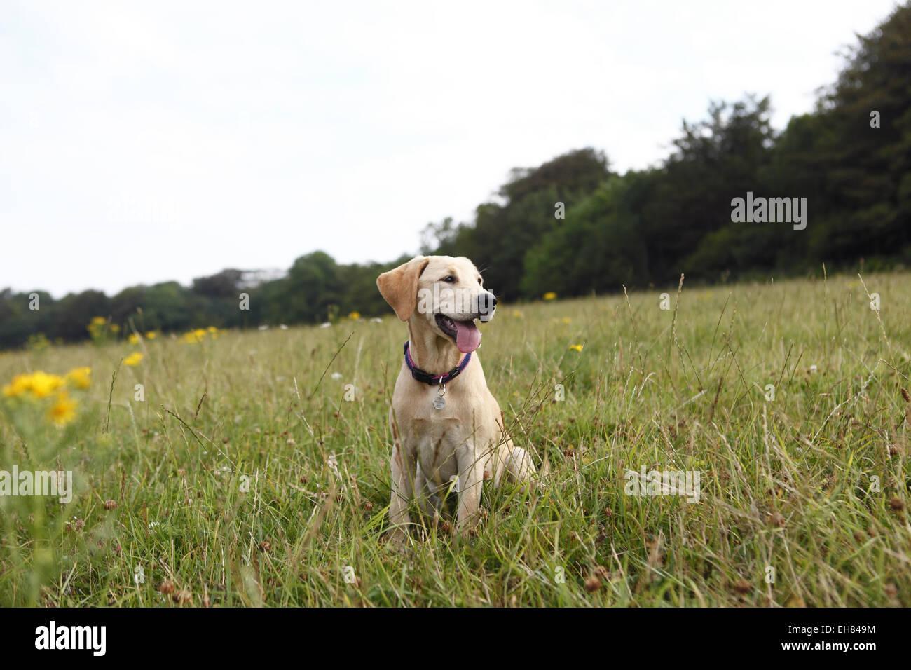 Yellow Labrador Retriever chiot à l'âge de 16 semaines / 4 mois en promenade dans la campagne Banque D'Images