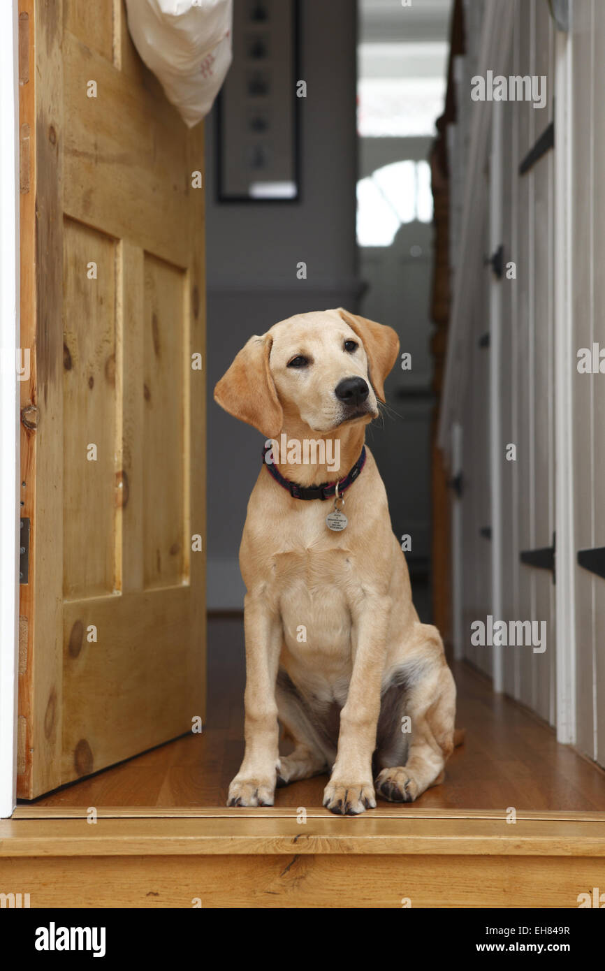 Yellow Labrador Retriever chiot âgé de 7 mois avec attention s'assit avec curiosité dans le hall d'entrée Banque D'Images