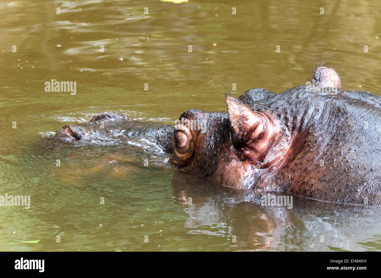Close up d'un hippopotame dans un étang Banque D'Images