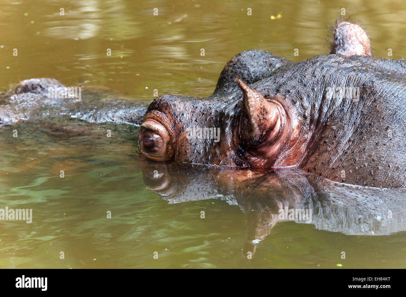 Close up d'un hippopotame dans un étang Banque D'Images