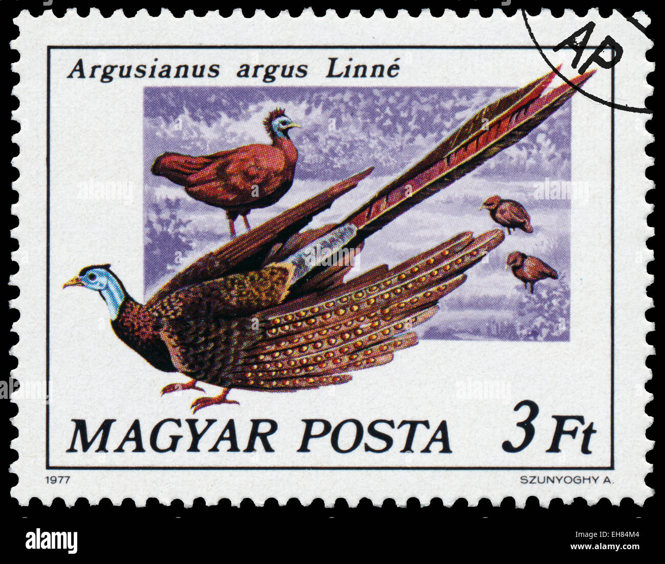 Hongrie - circa 1977 : timbres en Hongrie montre une grande Argusianus argus argus - Linne, série oiseaux paon, vers 1977 Banque D'Images