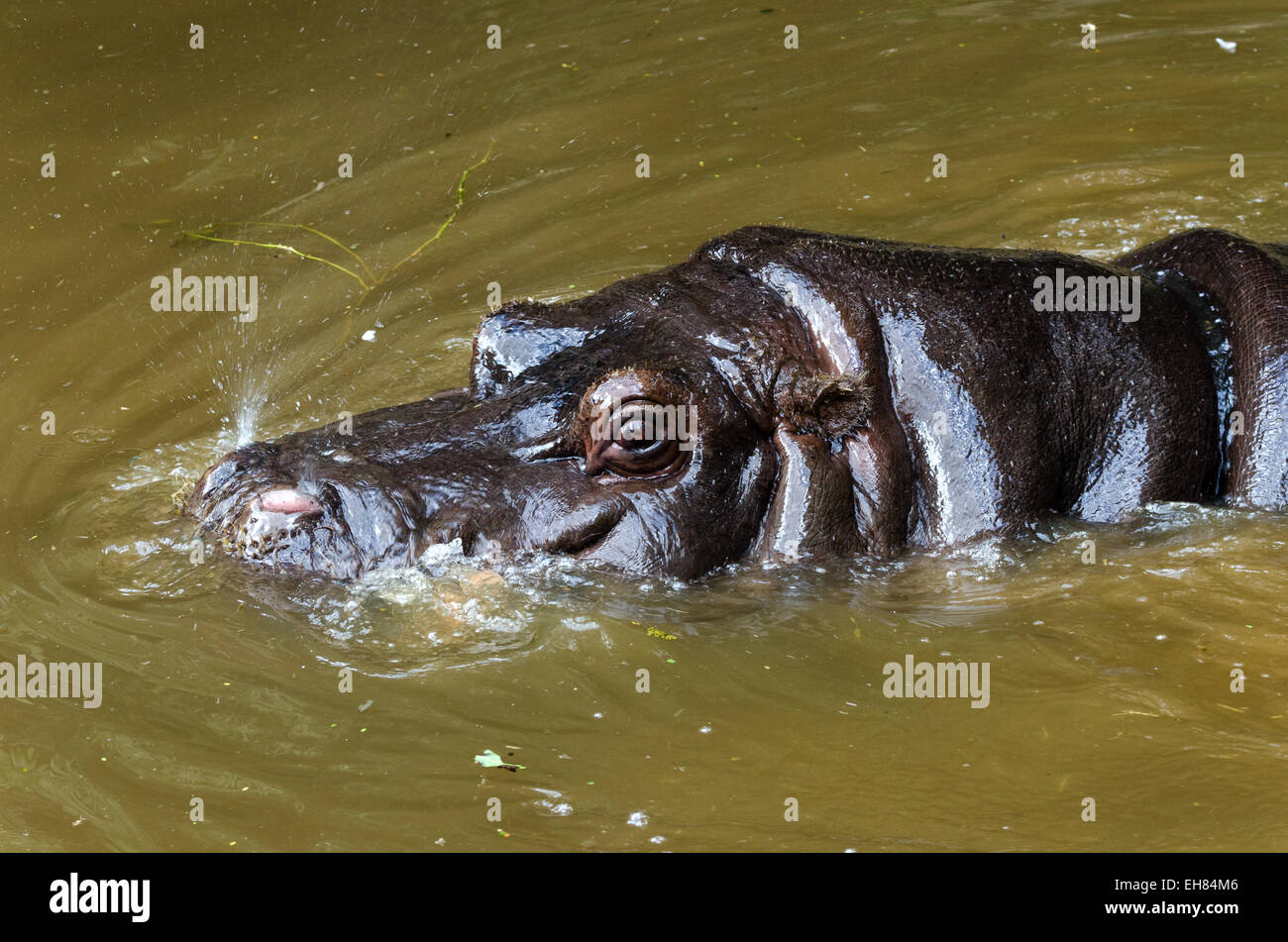 Close up d'un hippopotame dans un étang Banque D'Images