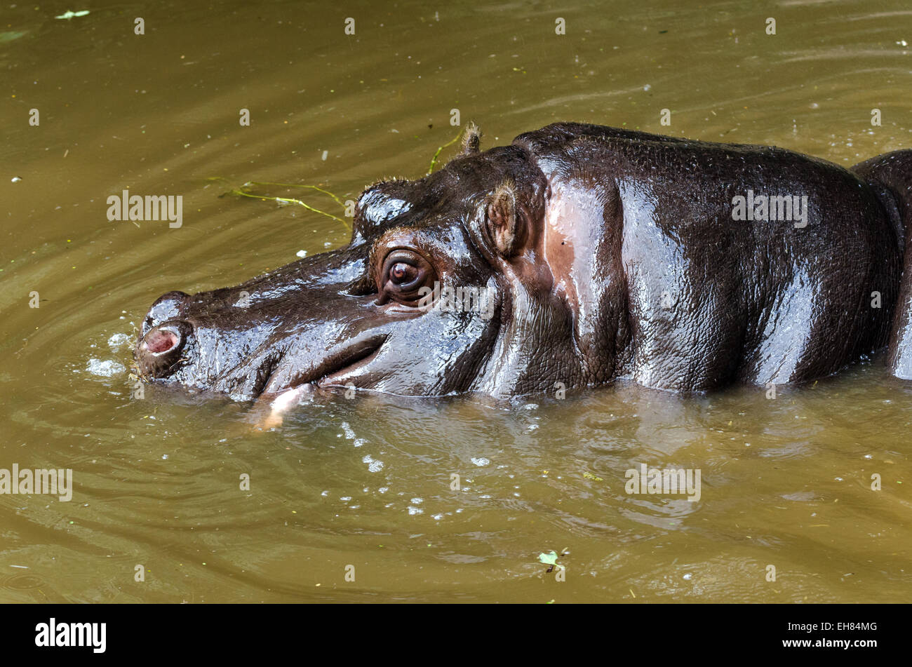 Close up d'un hippopotame dans un étang Banque D'Images