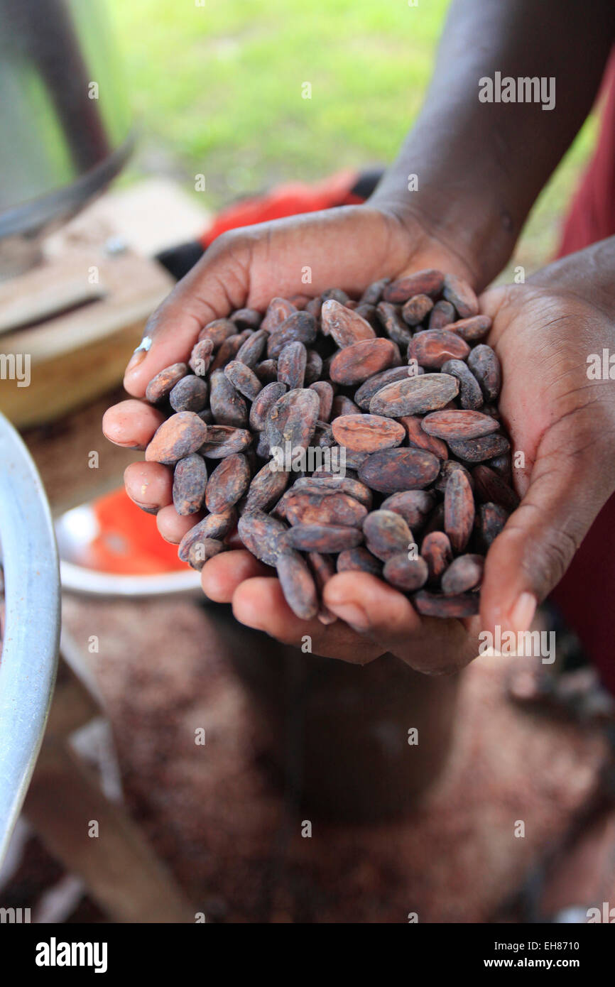 Cacao (Cocoa) fraîchement récolté les haricots et prêt à faire en chocolat, Belize, Amérique Centrale Banque D'Images