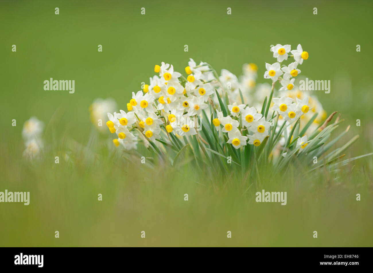 Narcissus tazetta (Paperwhites), la Maremme, Toscane, Italie Banque D'Images