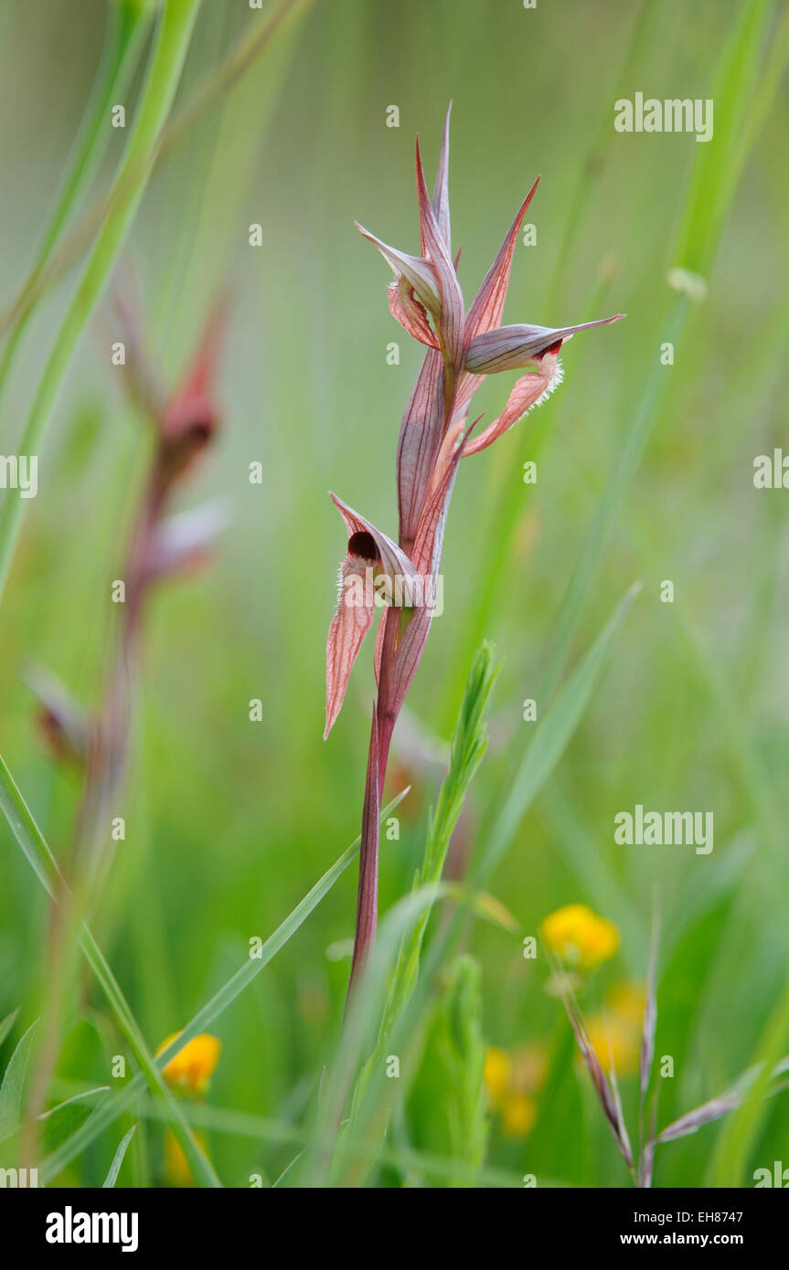 Lèvres longue (Serapias vomeracea Serapias), orchidée, la Maremme, Toscane, Italie Banque D'Images