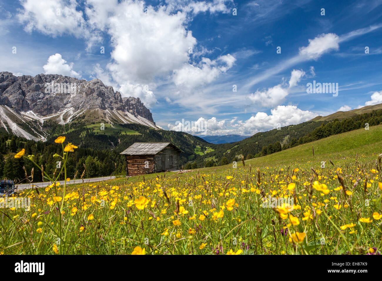 Fleurs jaunes au printemps dans la vallée de Funes dans les Dolomites, le Tyrol du Sud, Italie, Europe Banque D'Images