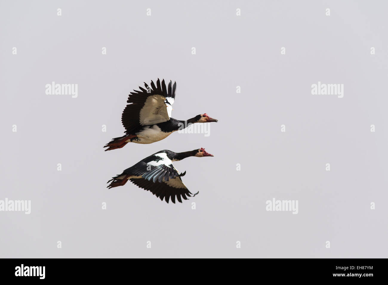 Spur-winged Plectropterus gambensis (oies), deux en vol, le Parc National du Djoudj, au Sénégal Banque D'Images