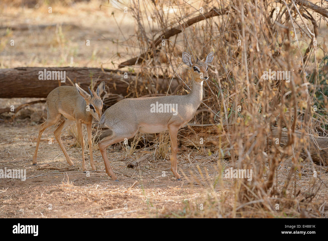Kirk's Dik (Madoqua kirkii), homme contrôle de l'odeur de la femme, contrôle de sa volonté de s'accoupler, Samburu National Reserve Banque D'Images