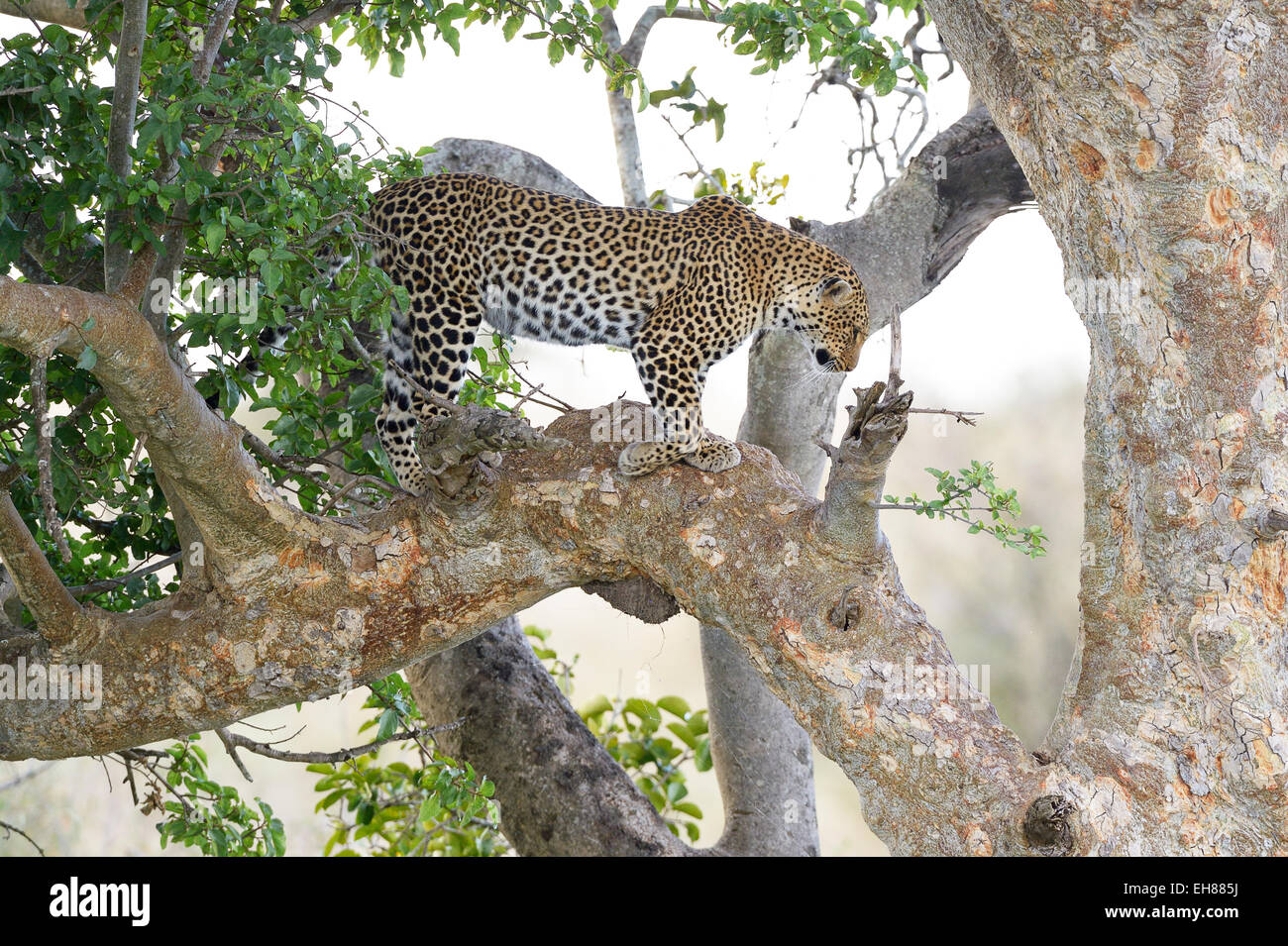 Leopard (Panthera pardus) debout dans un figuier, Maasai Mara National Reserve, Kenya Banque D'Images