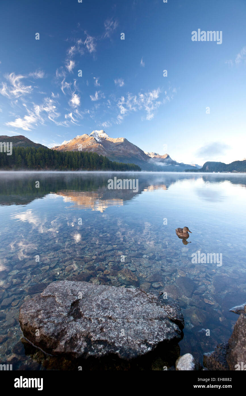 Piz da la Margna se reflétant dans le Lac de Sils par Saint Moritz en Engadine, Grisons, Suisse, Europe Banque D'Images