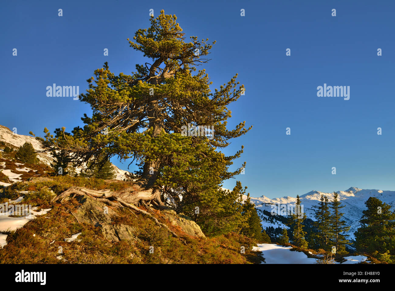 En pin cembro (Pinus cembra), Nonsjöchl, Weerberg, Tyrol, Autriche Banque D'Images