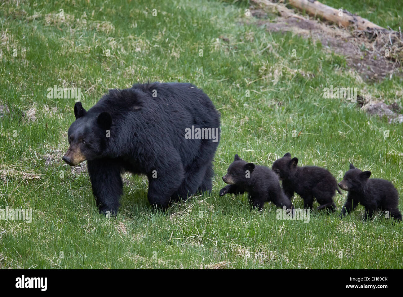 L'ours noir (Ursus americanus) sow et trois petits de l'année, l'UNESCO, le Parc National de Yellowstone, Wyoming, USA Banque D'Images