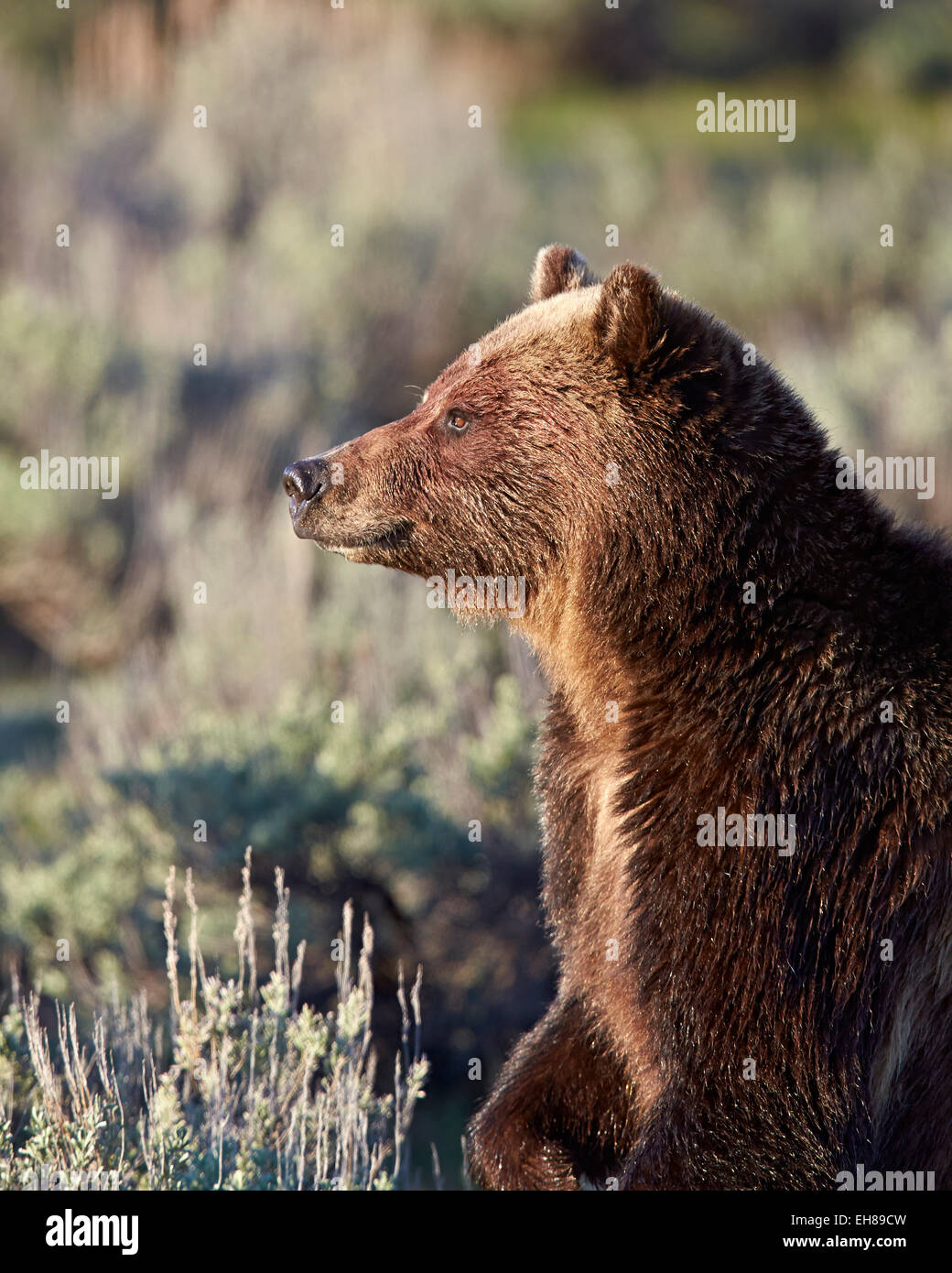 Ours grizzli (Ursus arctos horribilis), Parc National de Yellowstone, Wyoming, États-Unis d'Amérique, Amérique du Nord Banque D'Images