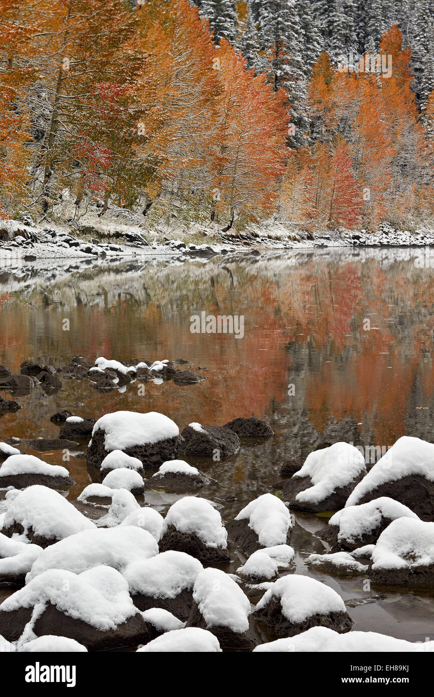 Aspens orange à l'automne avec de la neige sur un lac, Grand Mesa National Forest, Colorado, États-Unis d'Amérique, Amérique du Nord Banque D'Images