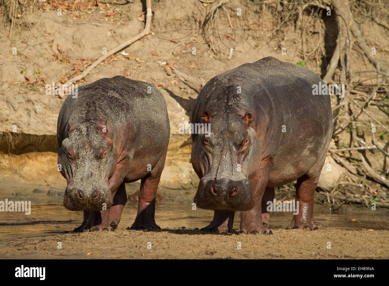 La politique commune de l'Hippopotame (Hippopotamus amphibius) Banque D'Images