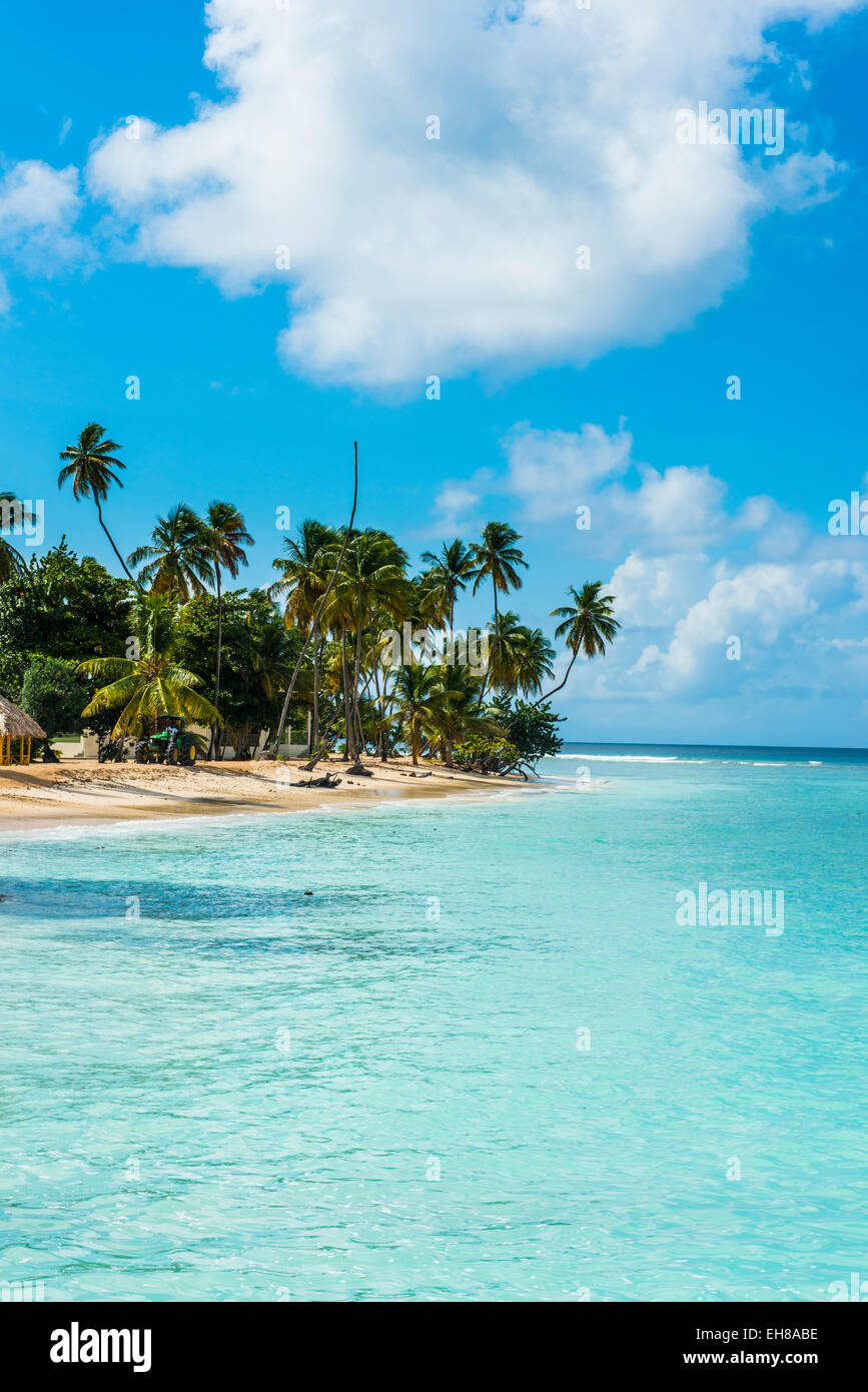 Plage de sable fin et de palmiers de Pigeon Point, Tobago, Trinité-et-Tobago, Antilles, Caraïbes, Amérique Centrale Banque D'Images