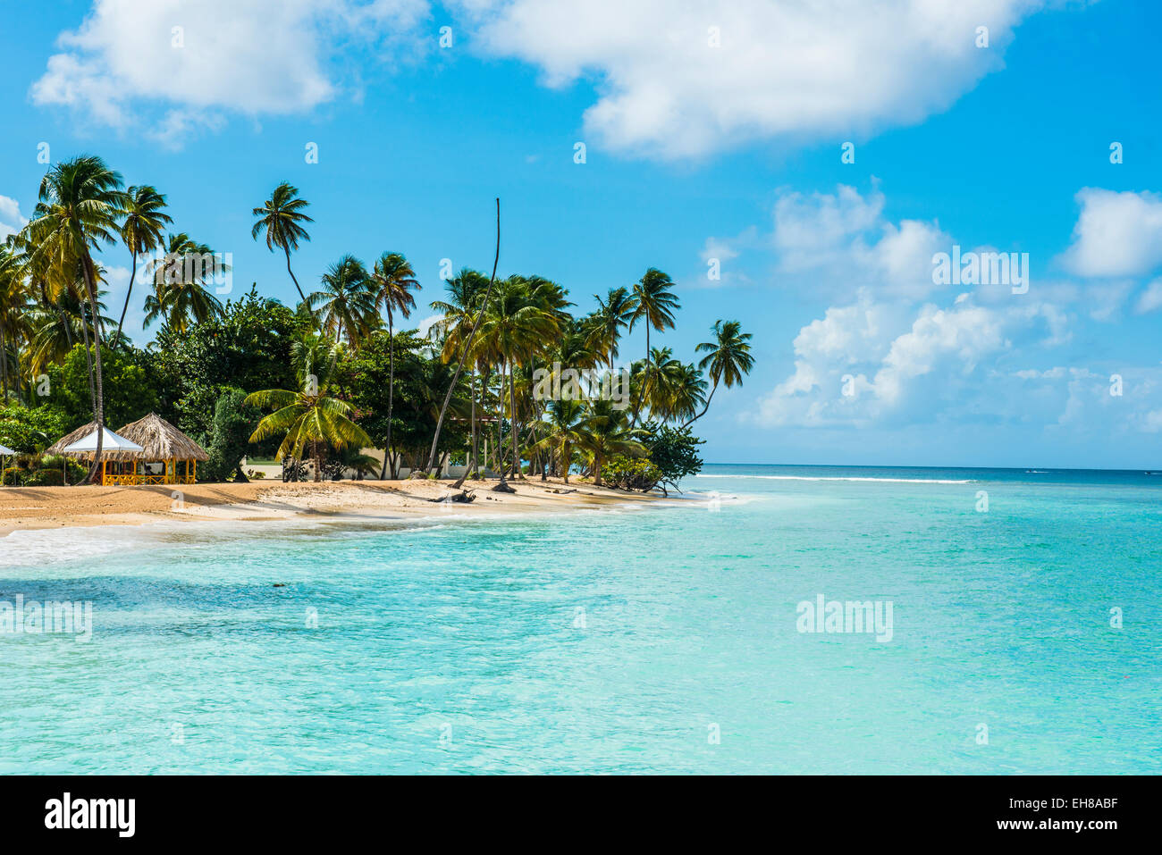 Plage de sable fin et de palmiers de Pigeon Point, Tobago, Trinité-et-Tobago, Antilles, Caraïbes, Amérique Centrale Banque D'Images