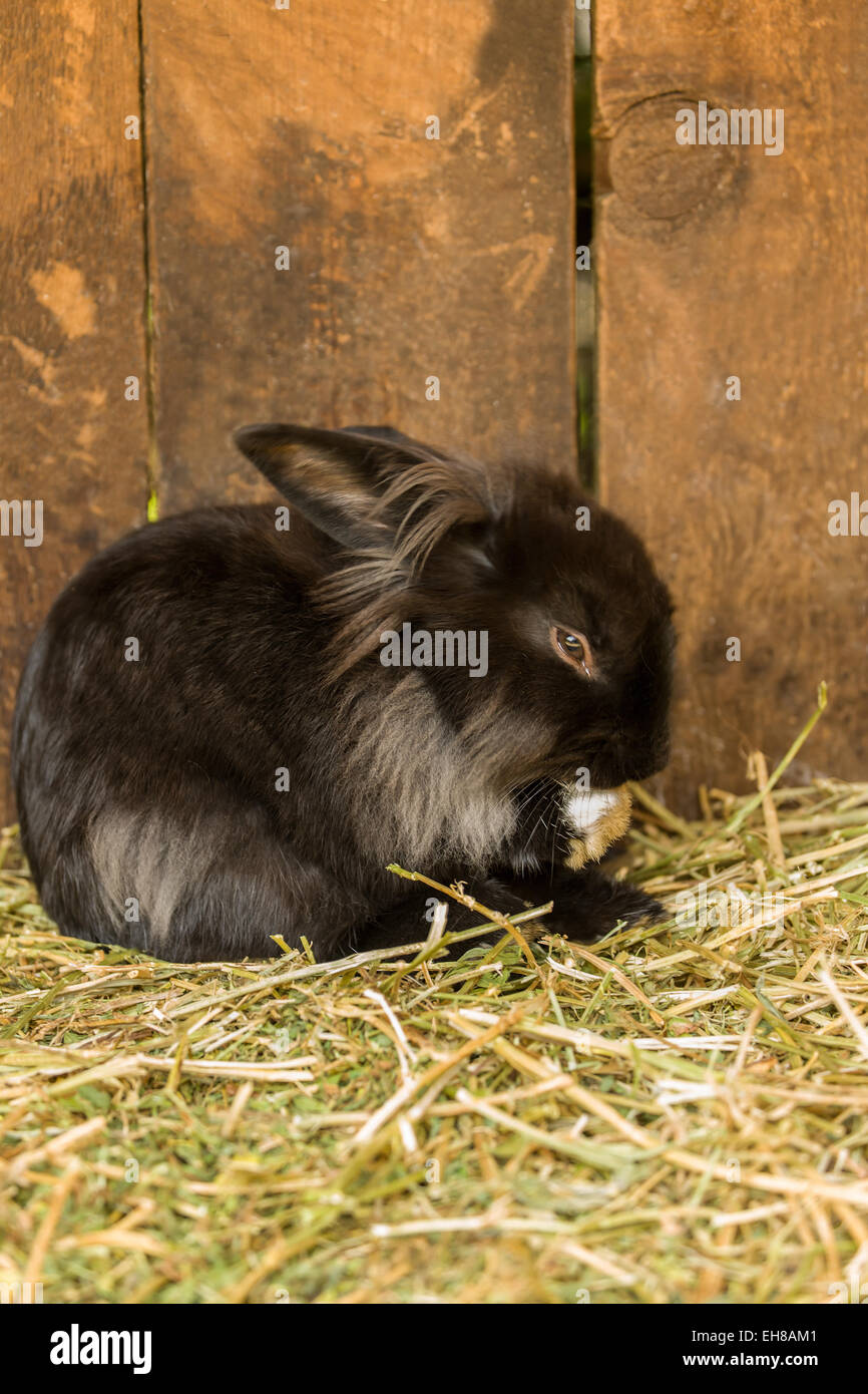 Soft poilu toilettage lapin sa patte à Fox Hollow Farm près de Issaquah,  Washington, USA Photo Stock - Alamy