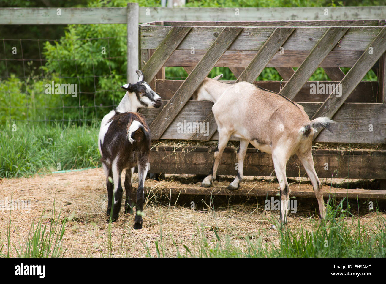 Deux chèvres laitières Alpine manger à l'extérieur d'un chargeur de foin près de Galena, Illinois, USA Banque D'Images