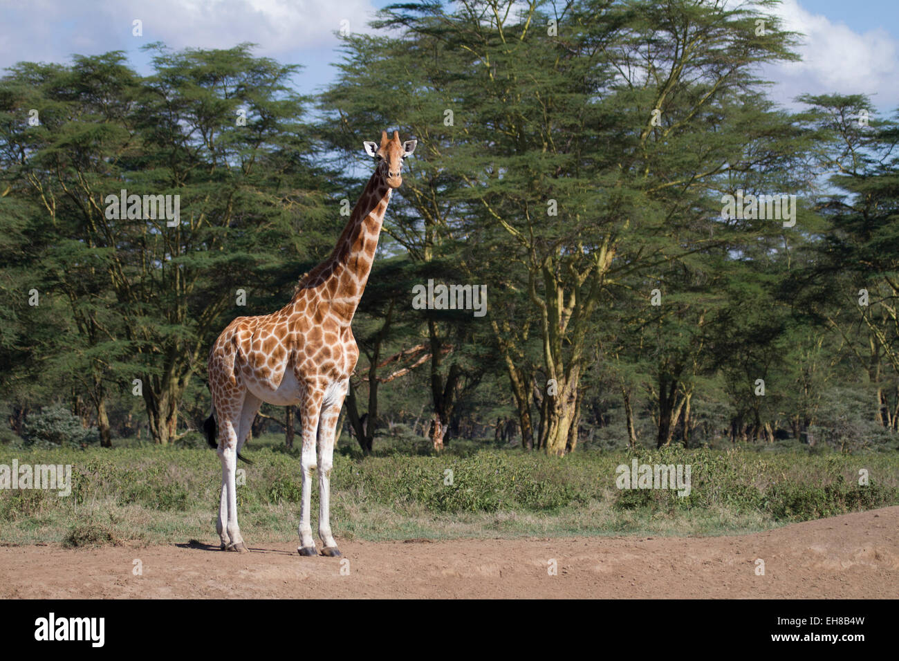 Rothschild Girafe (Giraffa camelopardalis rothschildi) Banque D'Images