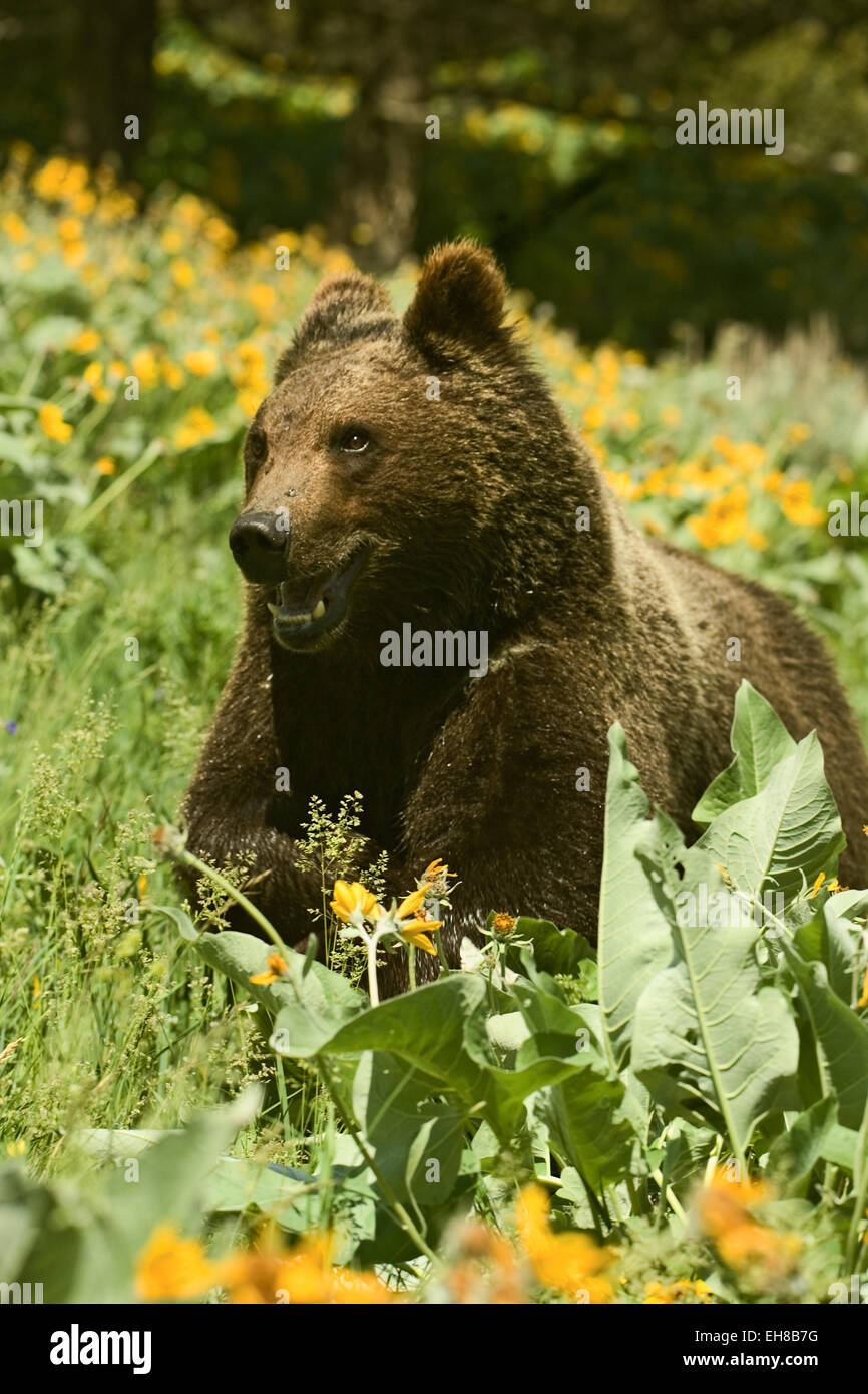 Grizzly ou ours brun (Ursus arctos) 1,5 ans cub en marche à travers le champ de fleurs sauvages Balsamorhize à feuilles de flèche Banque D'Images