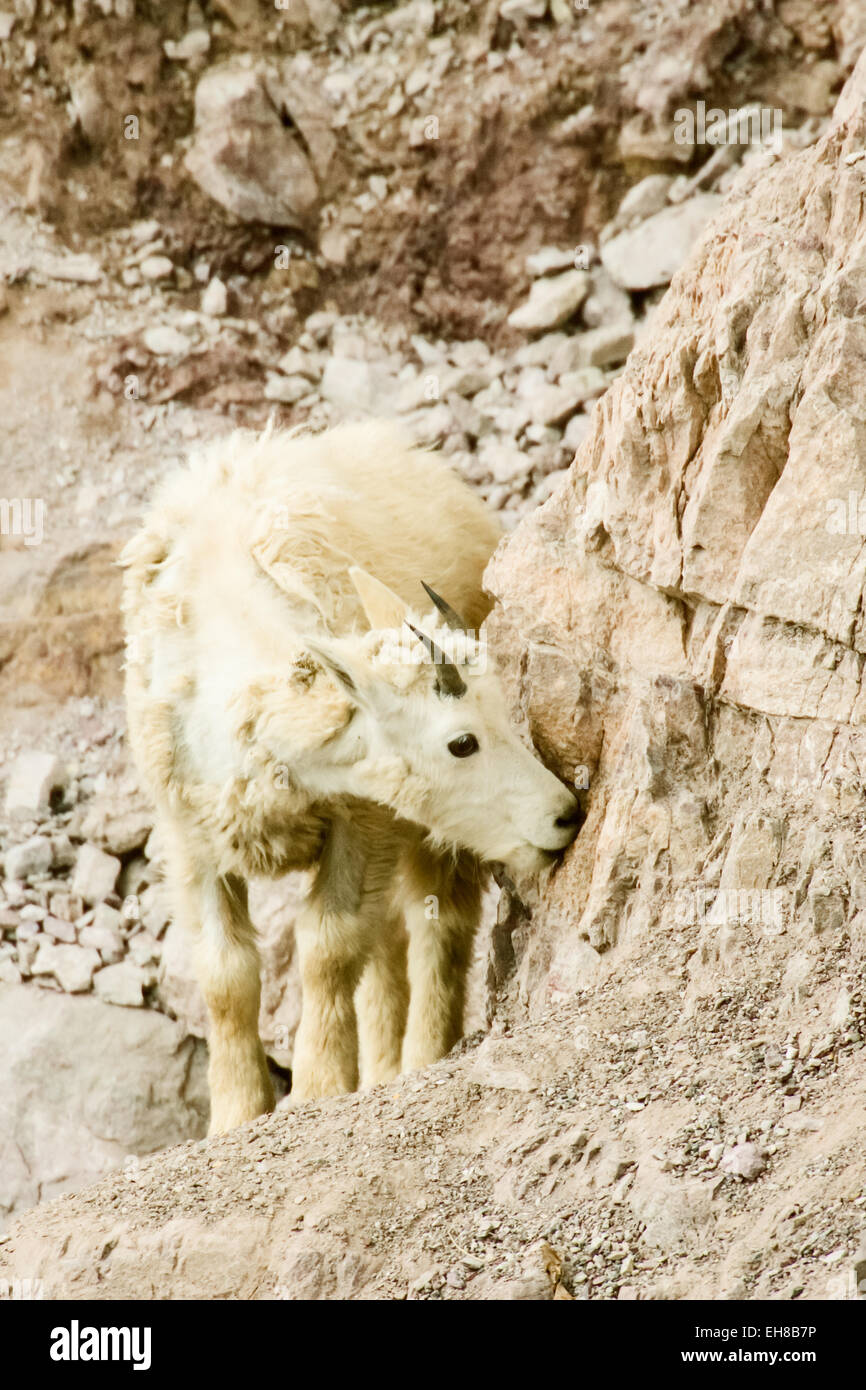 Les jeunes La Chèvre de montagne (Oreamnos americanus) lécher le sel d'un côté de lécher de rocky hill, dans le parc national des Glaciers, MT Banque D'Images