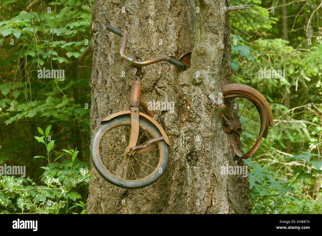 Vieux vélo devenu un arbre sur Vashon Island, Washington, USA. C'est une forme d'arborsculpting. Banque D'Images