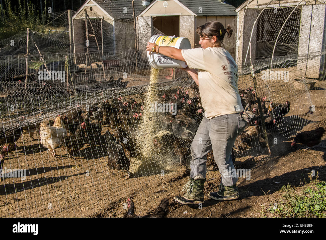 Alimentation femme Black Australorp poulets en oeillet, Washington, USA Banque D'Images
