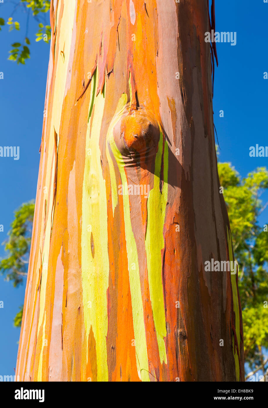 L'écorce et tronc de l'arbre de l'Arc-en-ciel d'eucalyptus (Eucalyptus deglupta) à Keahua Arboretum à Kauai, Hawaii, USA Banque D'Images