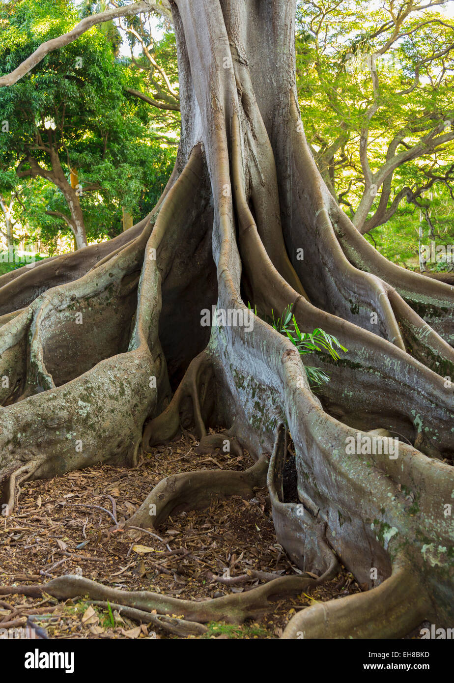 Racines de la baie de Moreton figuier (Ficus macrophylla) Banyan Tree à Hawaï Banque D'Images