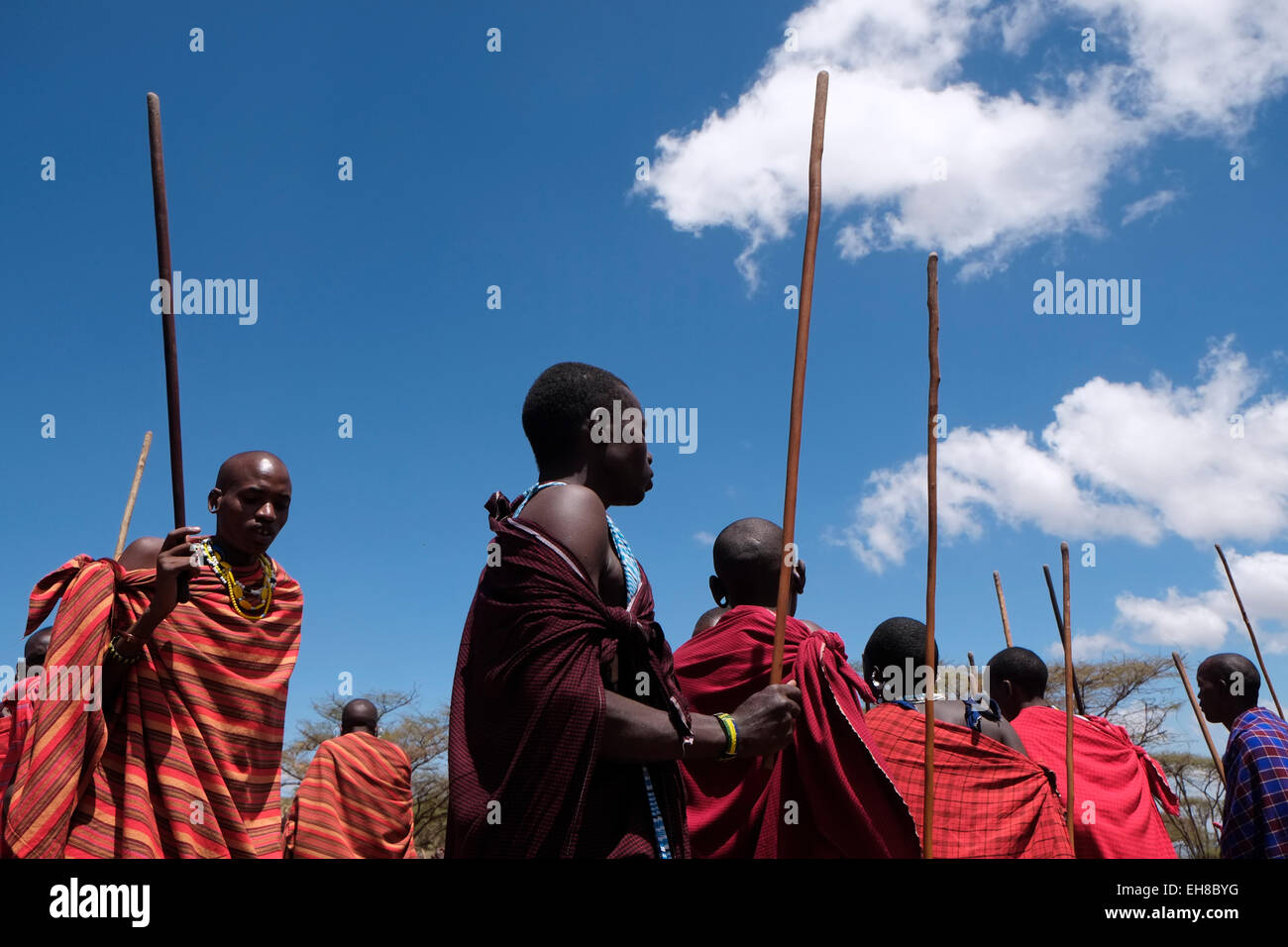 Un groupe de guerriers Massaïs effectuer une sorte de mars-passé lors de la traditionnelle cérémonie Eunoto effectuée dans une cérémonie de passage à l'âge adulte pour les jeunes guerriers dans la tribu Masaï dans la zone de conservation de Ngorongoro cratère dans la région des hautes terres de Tanzanie Afrique de l'Est Banque D'Images