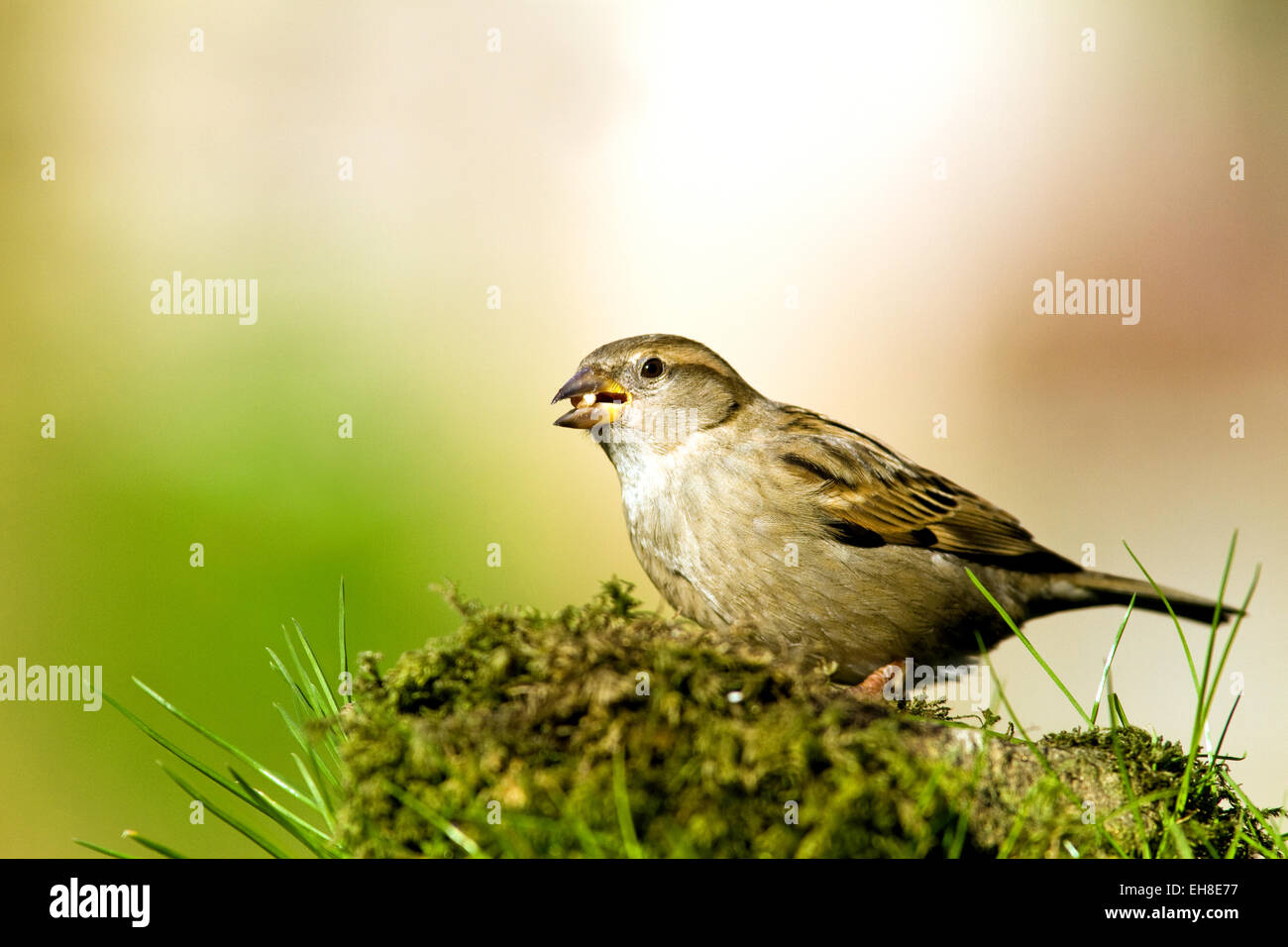 Sparrow dans un jardin Banque D'Images