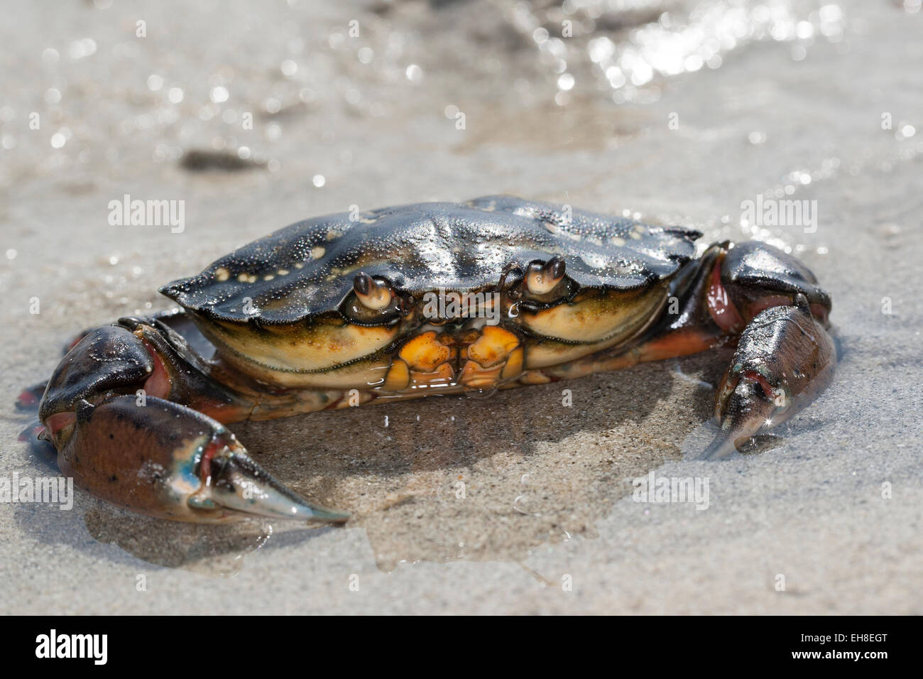 Crabe européen, Port-Crabe Crabe, port, crabe vert européen, Strandkrabbe, Strand-Krabbe, Carcinus maenas, crabe enragé Banque D'Images