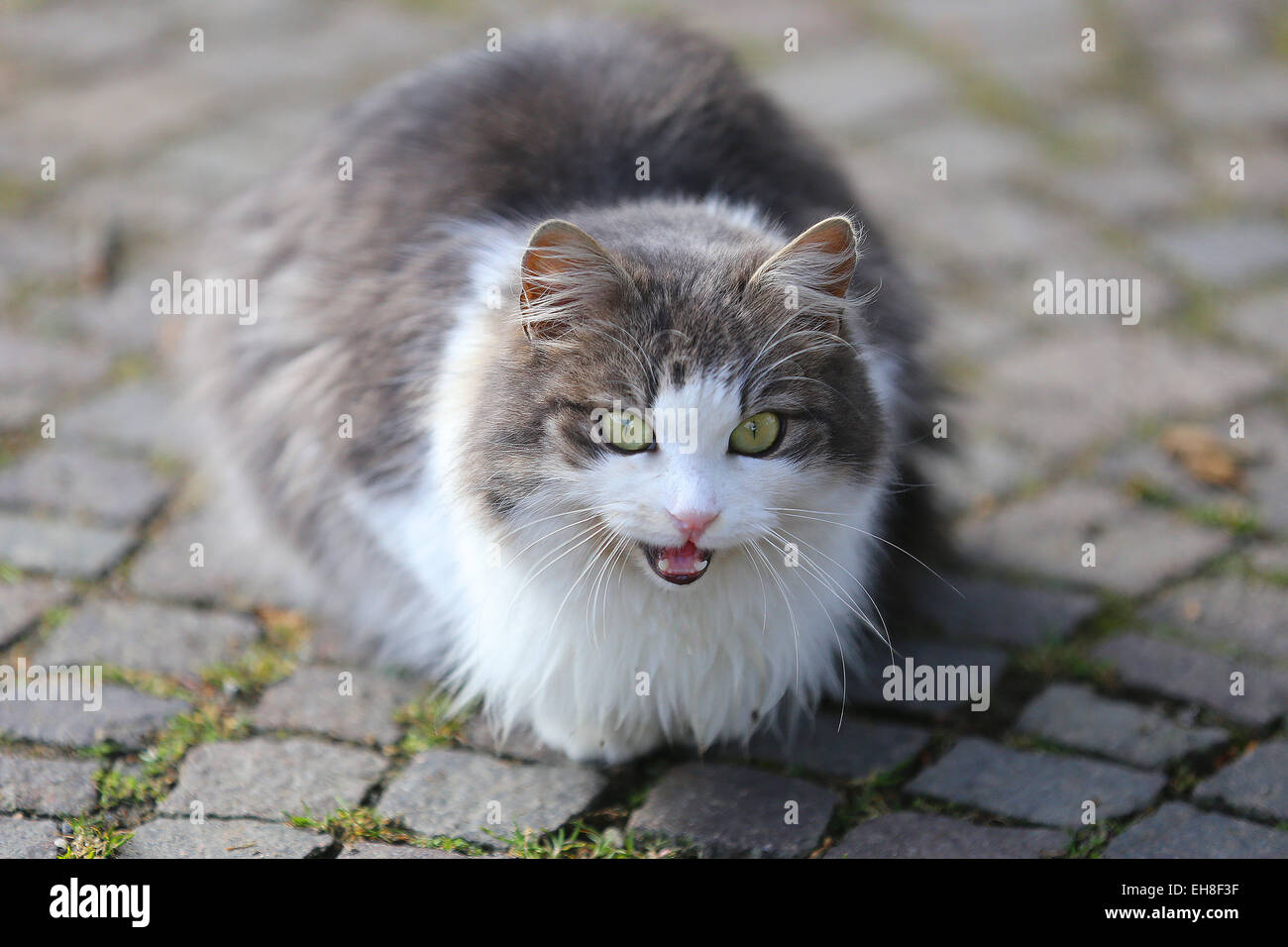 Chat gris et blanc sur une scène urbaine Banque D'Images