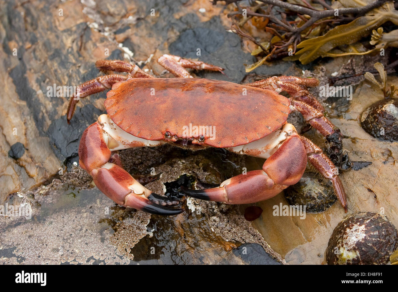 Crabe européen, brown, crabe, Taschen-Krebs Taschenkrebs, Cancer pagurus, Krabbe, Knieper, crabe dormeur, Poupard, Poupart Banque D'Images