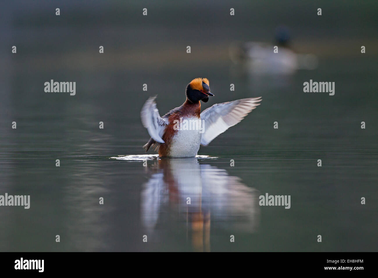 Grèbe esclavon (Podiceps auritus) en plumage nuptial les ailes battantes sur le lac Banque D'Images