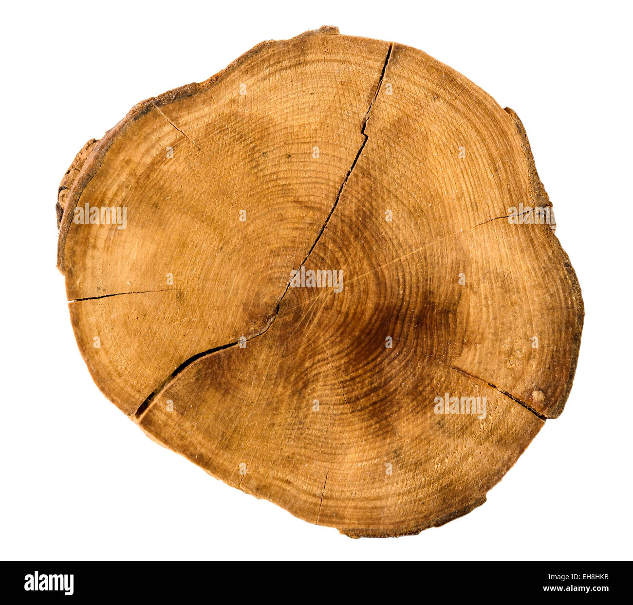 Les anneaux de croissance annuelle de l'arbre de la section transversale d'un tronc d'arbre isolé sur blanc Banque D'Images