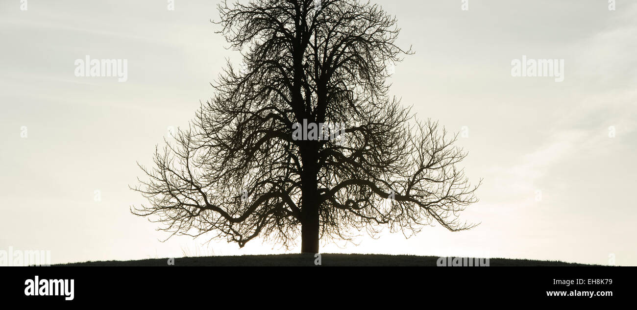 Le Marronnier d'hiver arbre dans la campagne anglaise. Silhouette. Vue panoramique Banque D'Images