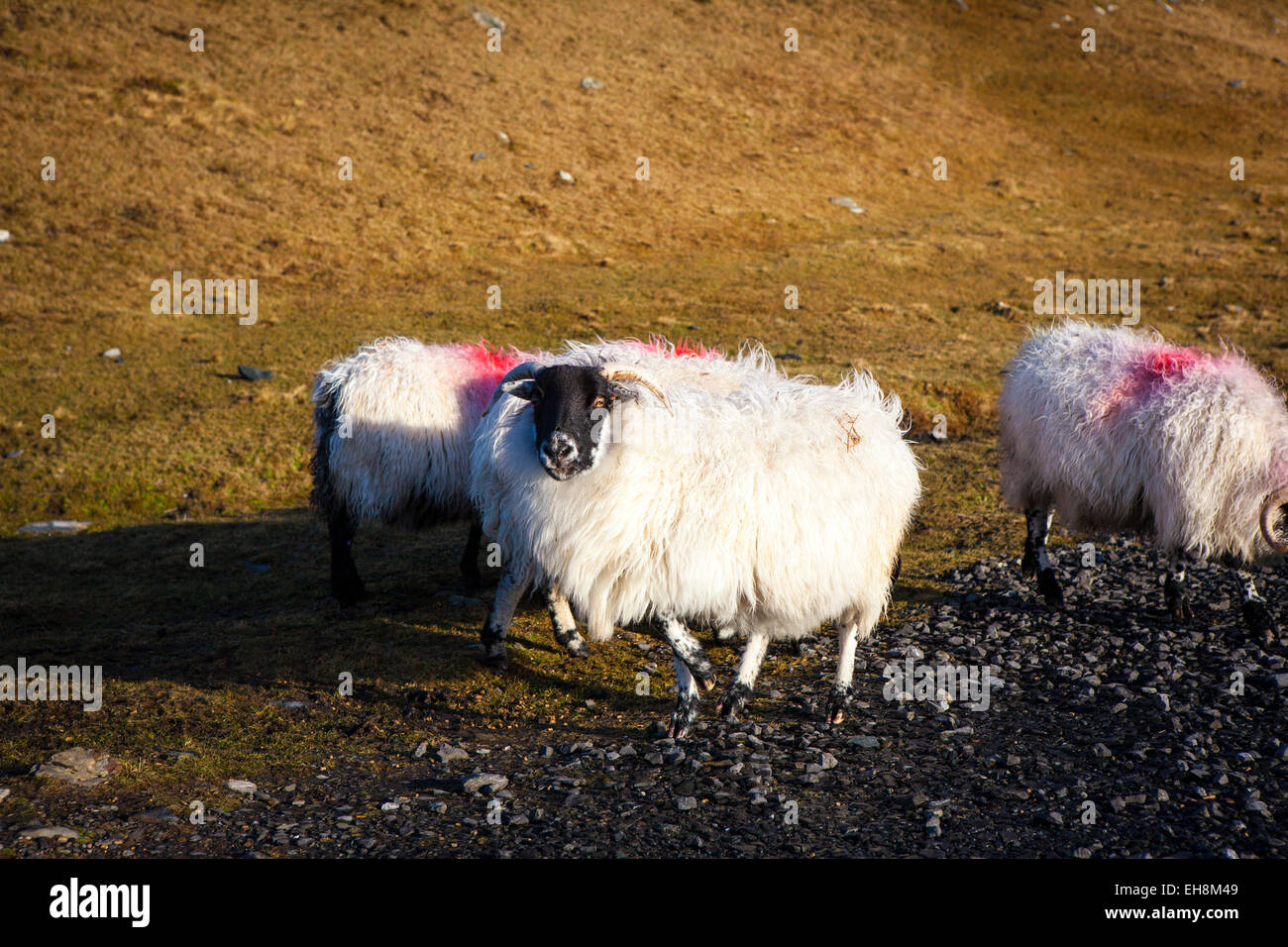 Le mouflon de montagne sur la route de Bunglass, Slieve League, Donegal, Irlande Banque D'Images