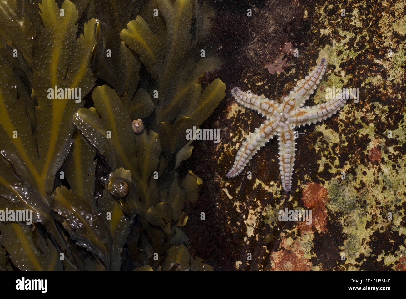 L'étoile dans un rockpool, Falmouth Cornwall. Banque D'Images