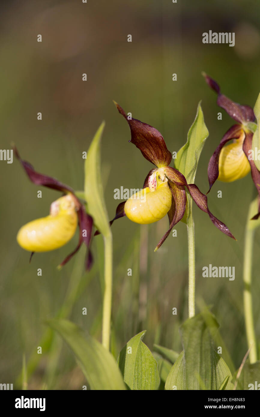 Ladys Slipper Orchid Cypripedium calceolus ; Fleur ; UK Cumbria. Banque D'Images