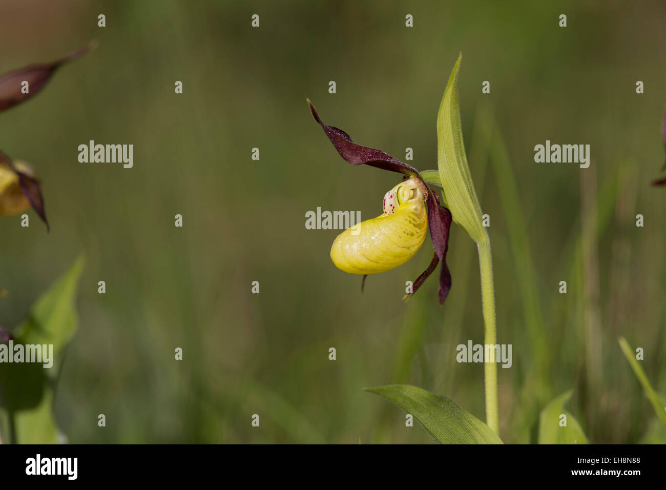Ladys Slipper Orchid Cypripedium calceolus ; Fleur ; UK Cumbria. Banque D'Images