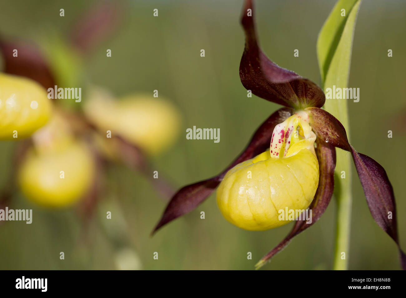 Ladys Slipper Orchid Cypripedium calceolus ; Fleur ; UK Cumbria. Banque D'Images