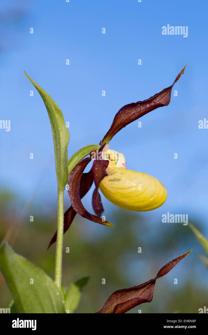 Ladys Slipper Orchid Cypripedium calceolus ; Fleur ; UK Cumbria. Banque D'Images